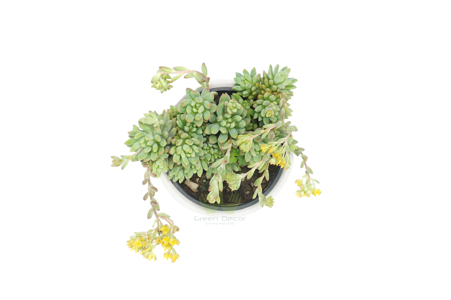 Buy Sedum Angelina Plants , White Pots and seeds in Delhi NCR by the best online nursery shop Greendecor.