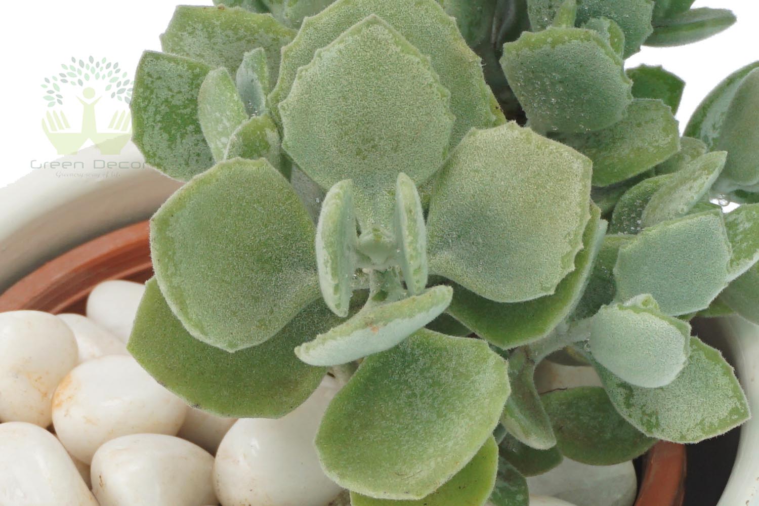 Buy Echeveria Plant Leaves View, White Pots and Seeds in Delhi NCR by the best online nursery shop Greendecor.