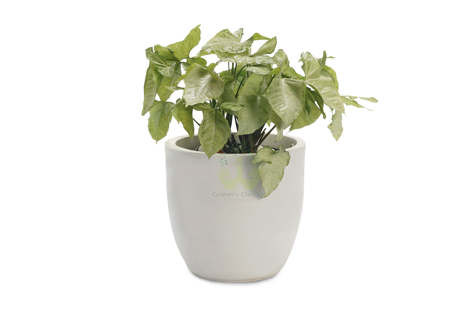 Buy Syngonium Plants , White Pots and seeds in Delhi NCR by the best online nursery shop Greendecor.