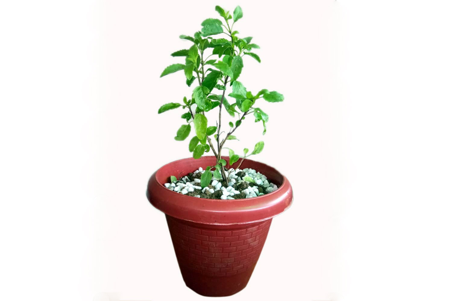 Complete view of a high quality Tulsi Plant from Green Decor