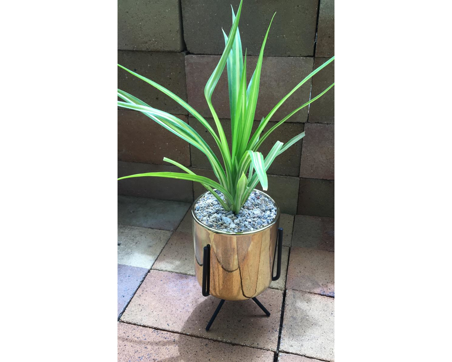 Pendanus Plant in Gold Plated pot