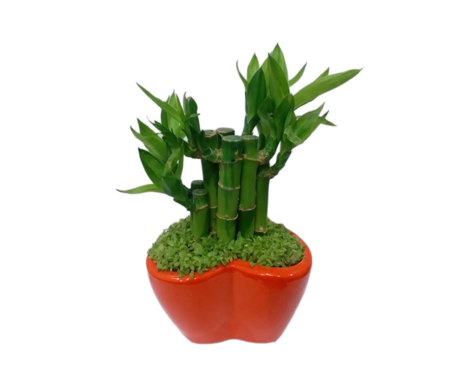 Lucky Bamboo Red Pot