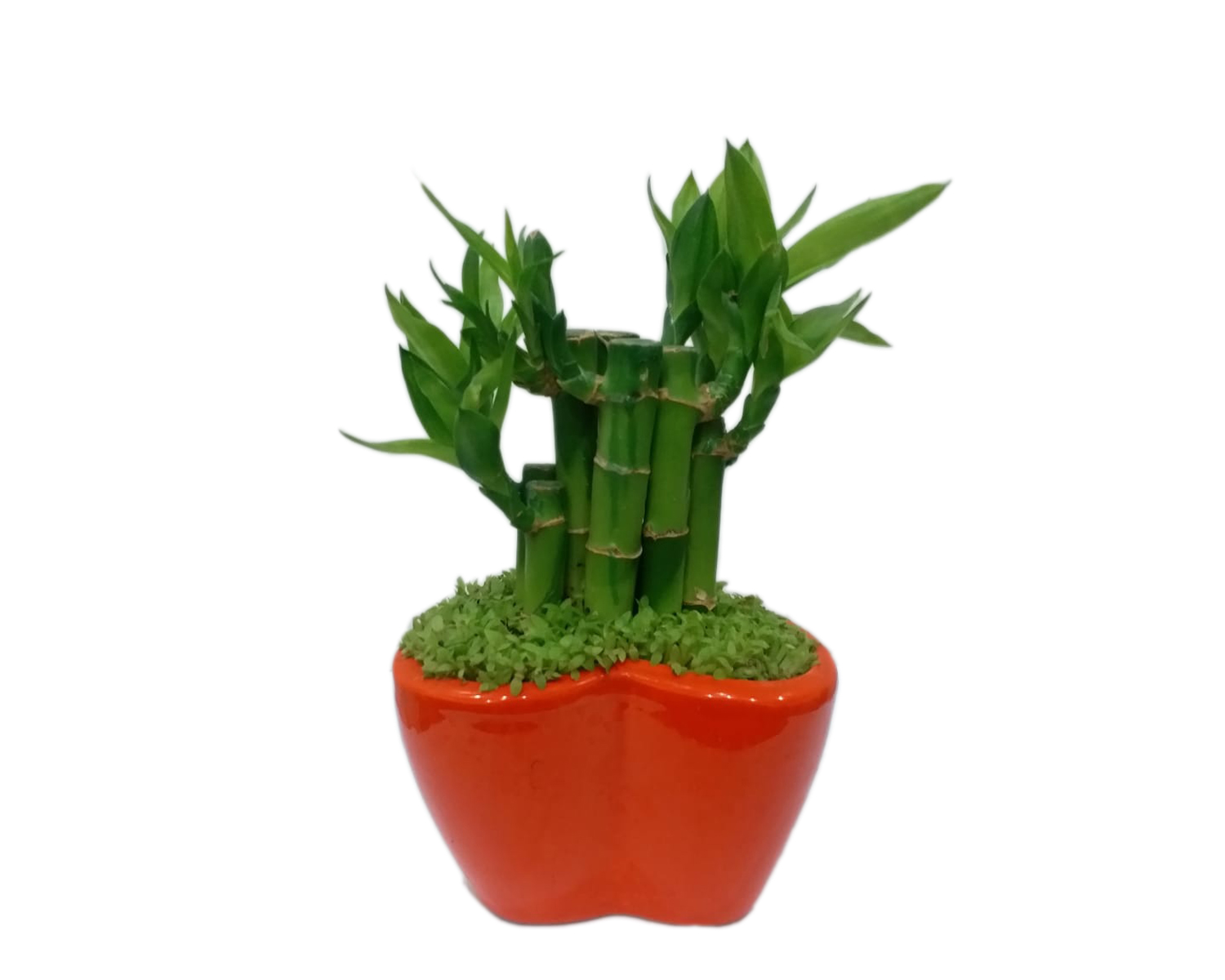 Lucky Bamboo Red Pot