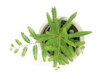 Amla Plants Top View , White Pots and seeds in Delhi NCR by the best online nursery shop Greendecor.