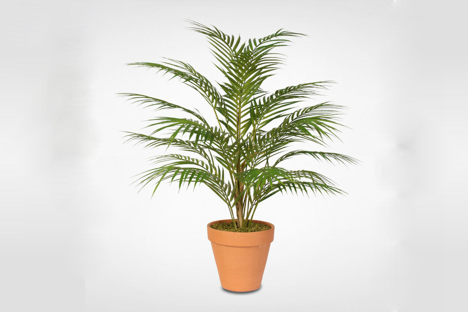 areca palm plants