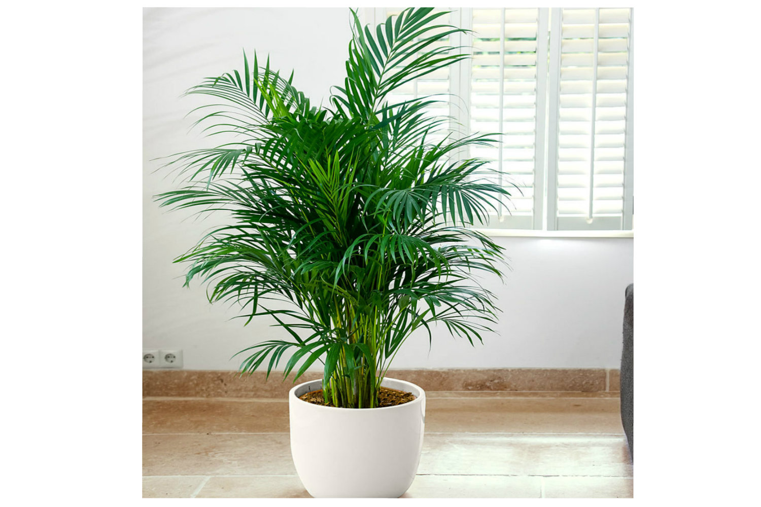 areca palm plants