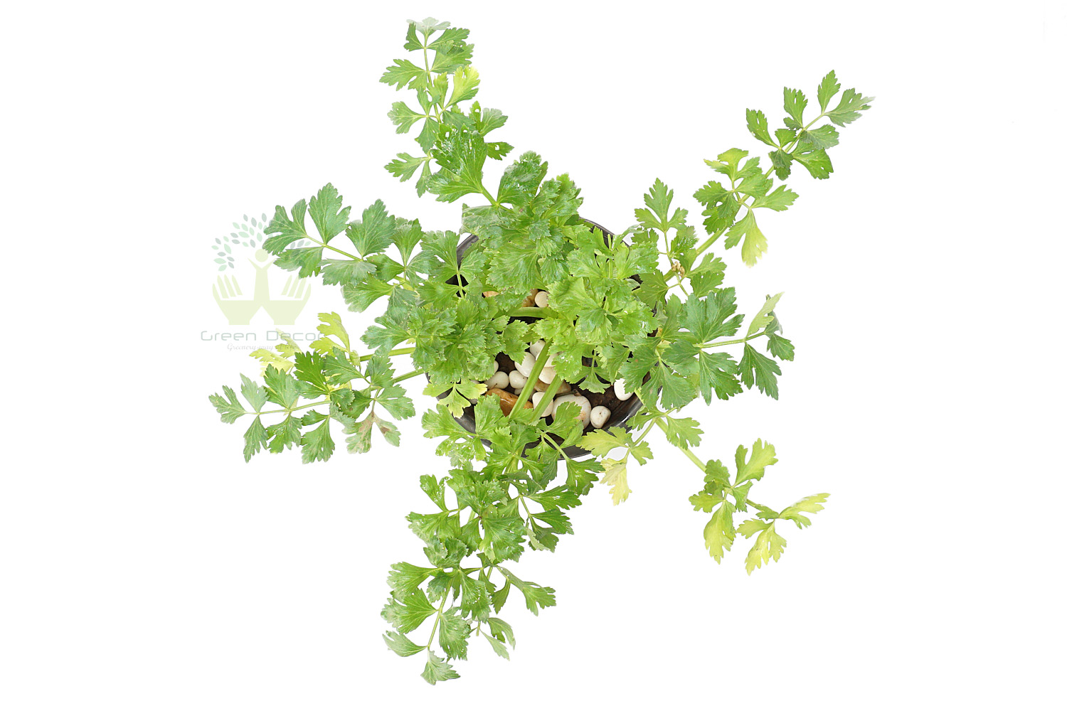Buy Celery Plants Top View , White Pots and seeds in Delhi NCR by the best online nursery shop Greendecor.