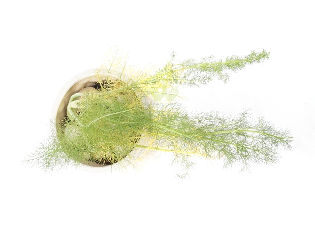 Buy Fennel Plant Top View by the best online nursery shop Greendecor.