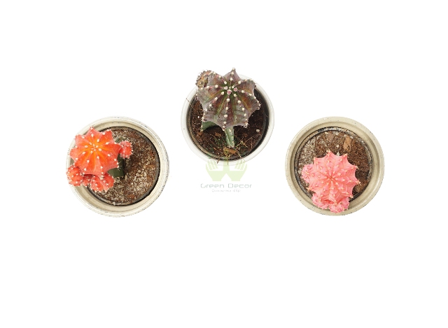 Buy Grafted Cactus Plant Top View, White Pots and Seeds in Delhi NCR by the best online nursery shop Greendecor.