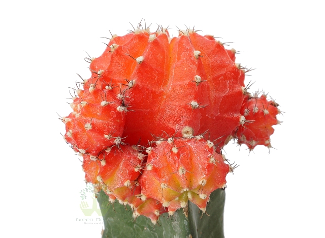 Buy Grafted Cactus Plant Leaves View, White Pots and Seeds in Delhi NCR by the best online nursery shop Greendecor.