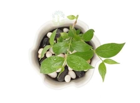 Buy Harshringar Plants Top View , White Pots and seeds in Delhi NCR by the best online nursery shop Greendecor.