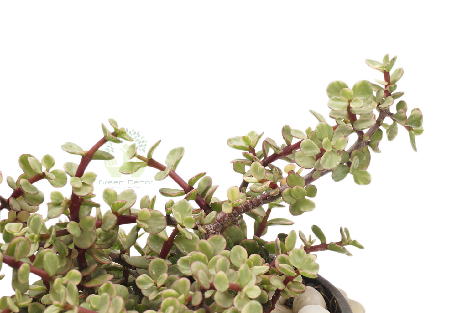 Buy Jade Variegated-Red Plants , White Pots and seeds in Delhi NCR by the best online nursery shop Greendecor.