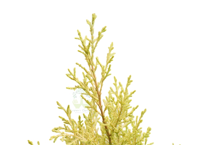 Buy Juniper Plant Leaves View , White Pots and Seeds in Delhi NCR by the best online nursery shop Greendecor.