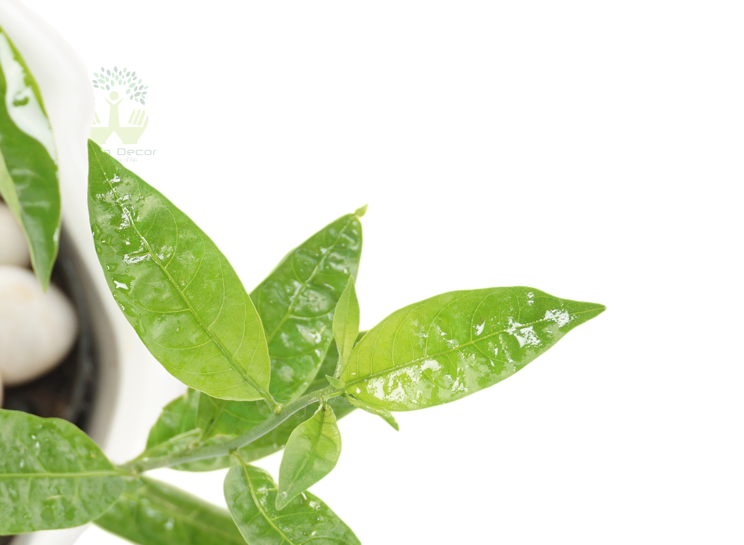 Buy Raat ki Rani Plants Leaves View , White Pots and seeds in Delhi NCR by the best online nursery shop Greendecor.
