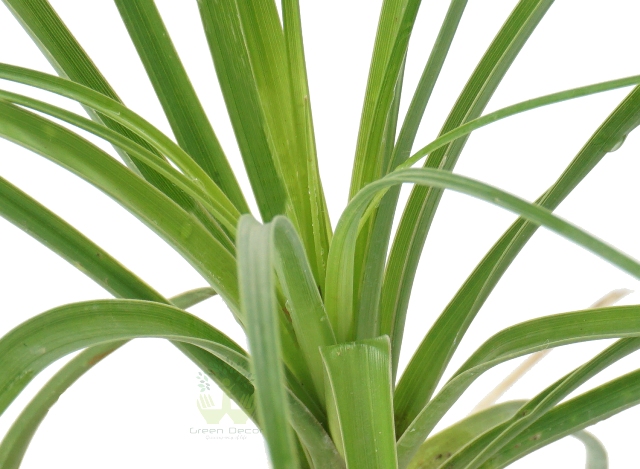 Buy Ponytail Plant Leaves View, White Pots and Seeds in Delhi NCR by the best online nursery shop Greendecor.