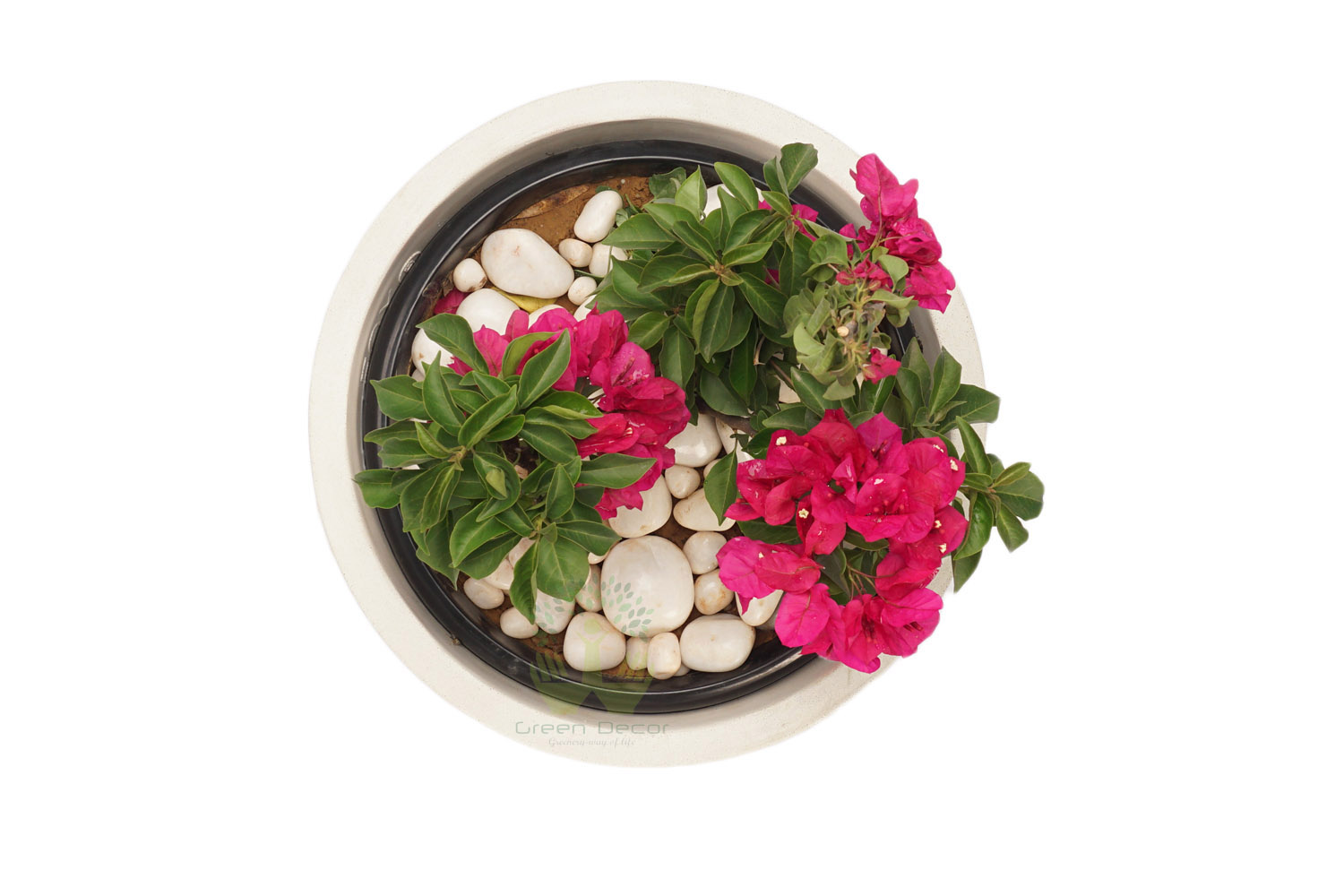 Buy Bougainvillea Plants , White Pots and seeds in Delhi NCR by the best online nursery shop Greendecor.