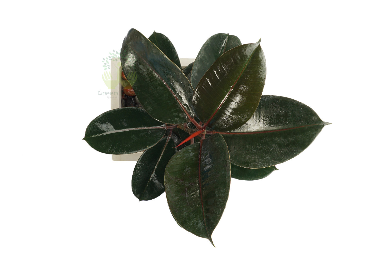 Buy Rubber Plants , White Pots and seeds in Delhi NCR by the best online nursery shop Greendecor.