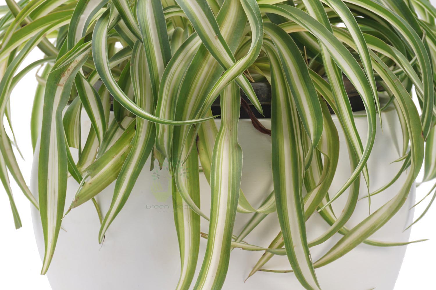 Buy Spider Plants , White Pots and seeds in Delhi NCR by the best online nursery shop Greendecor.