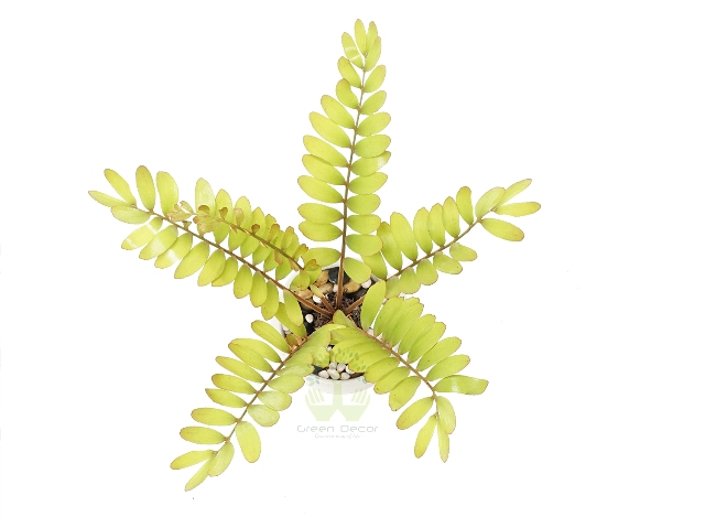 Buy Zamia Palm Plant Top View by the best online nursery shop Greendecor.