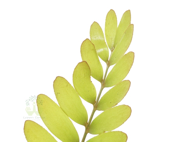 Buy Zamia Palm Plant Leaves View in Delhi NCR by the best online nursery shop Greendecor.